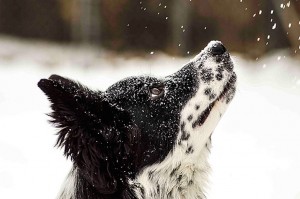 dog-and-snow